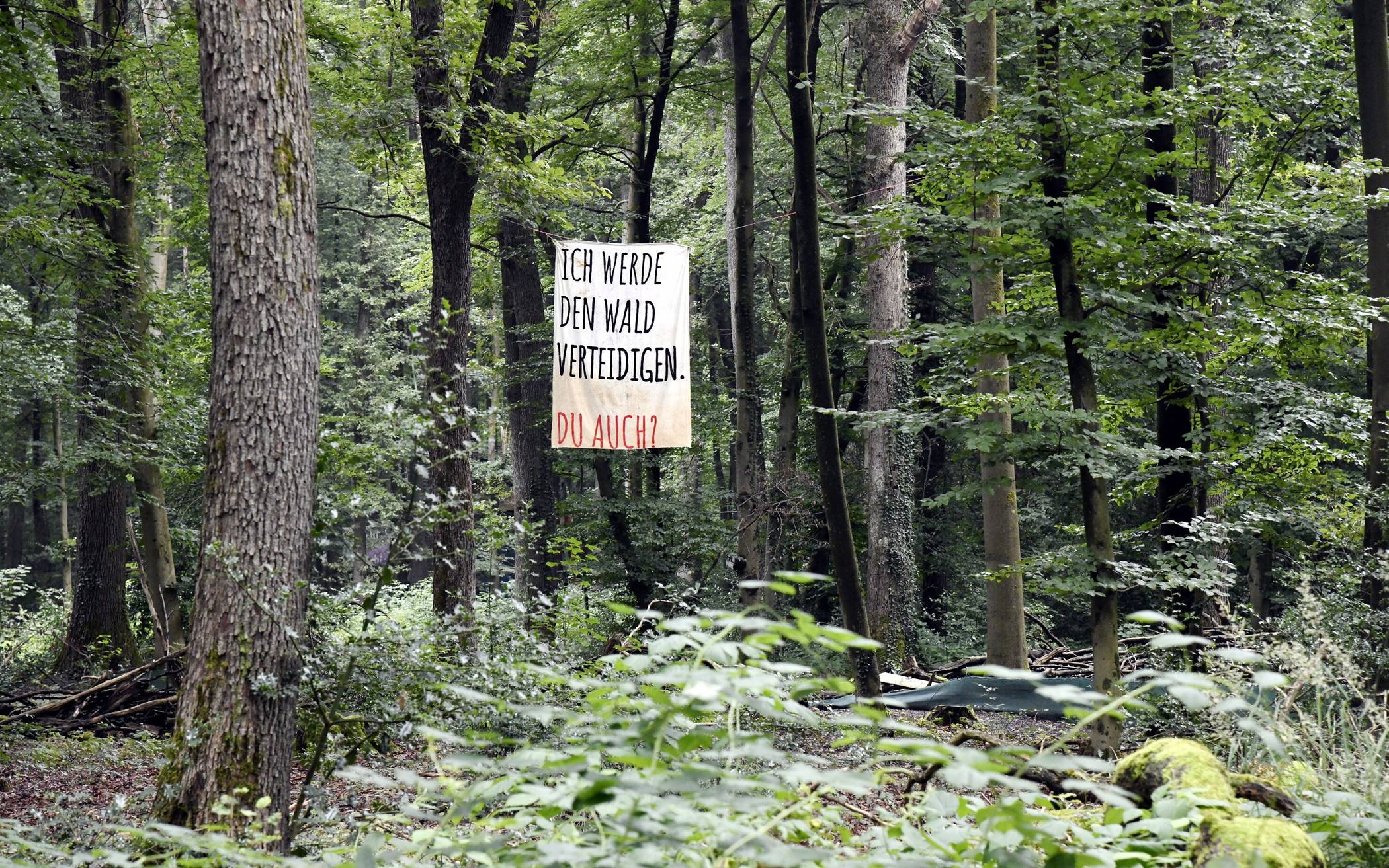  Seit langem demonstrieren Umweltaktivisten für den Erhalt des Waldes. 