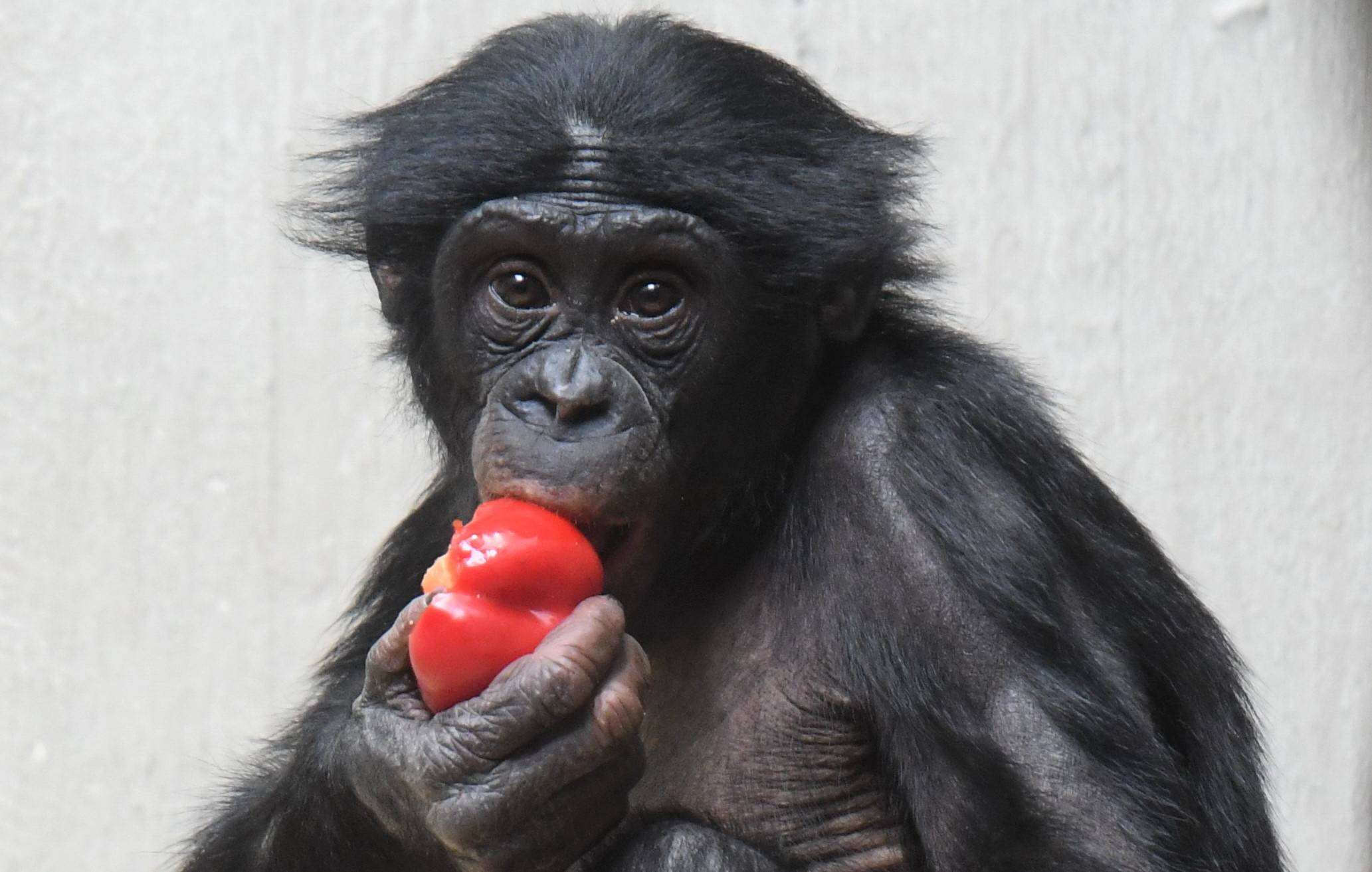 Bonobo-Männchen „Makasi“.
