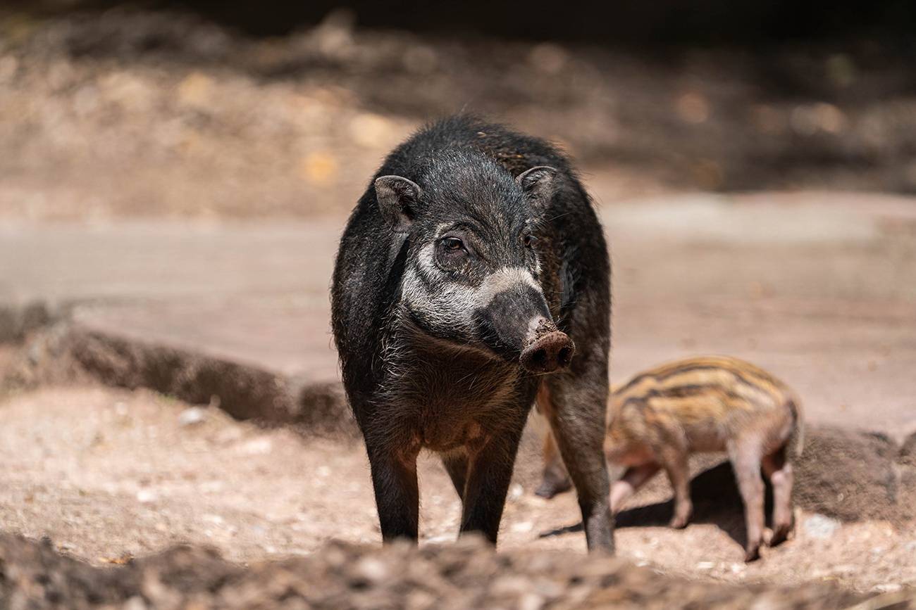 Visayas-Pustelschweine im Tiergarten der Stadt Nürnberg