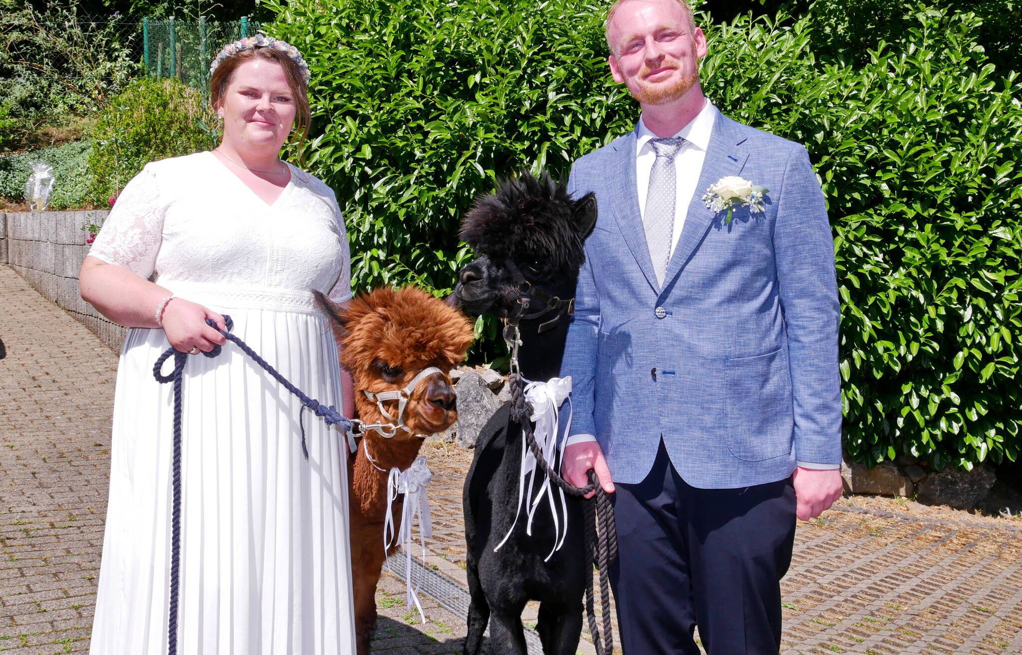 Hochzeitsfeier mit Alpakas