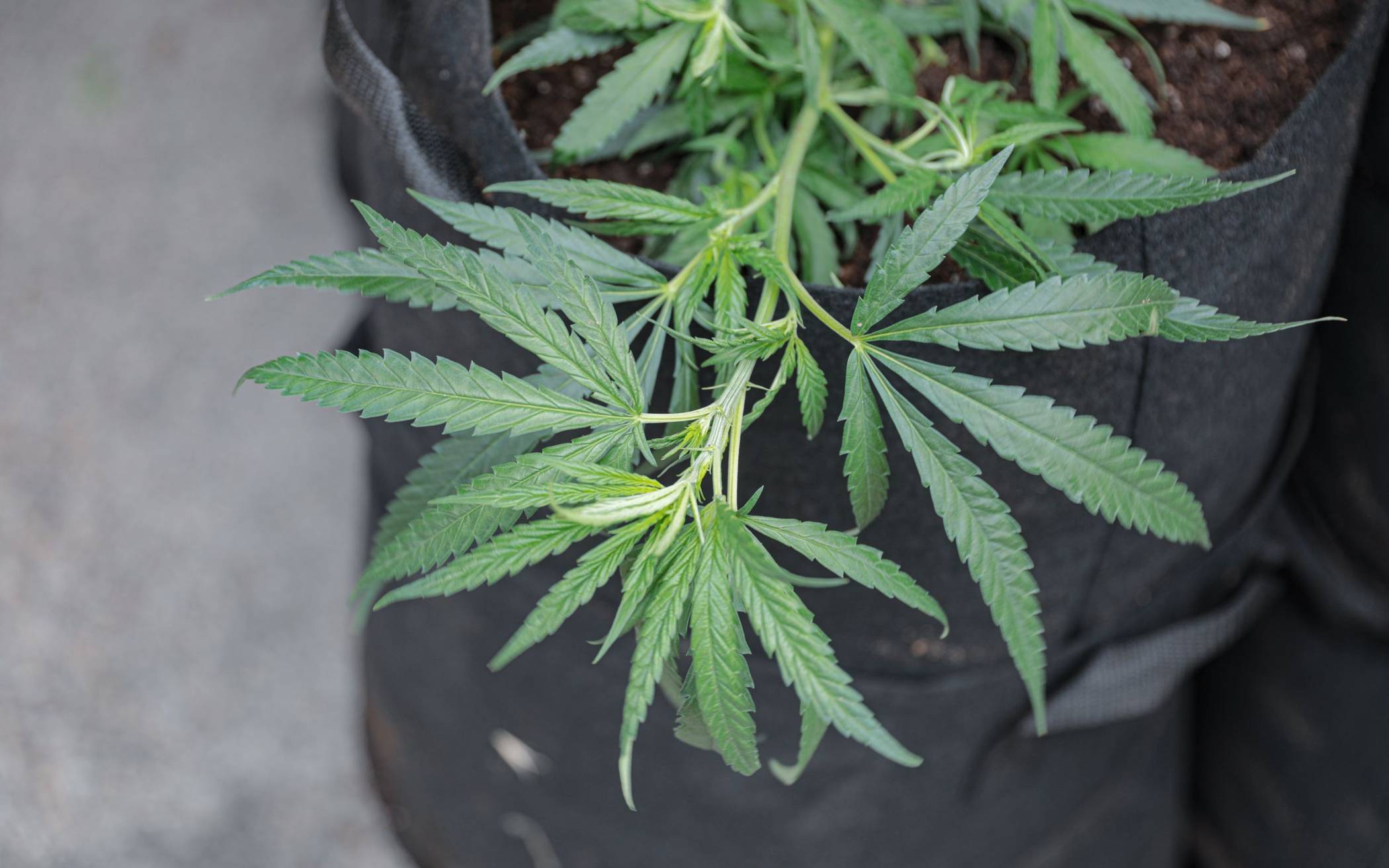 Hardt (CDU): „Cannabis-Legalisierung stoppen“