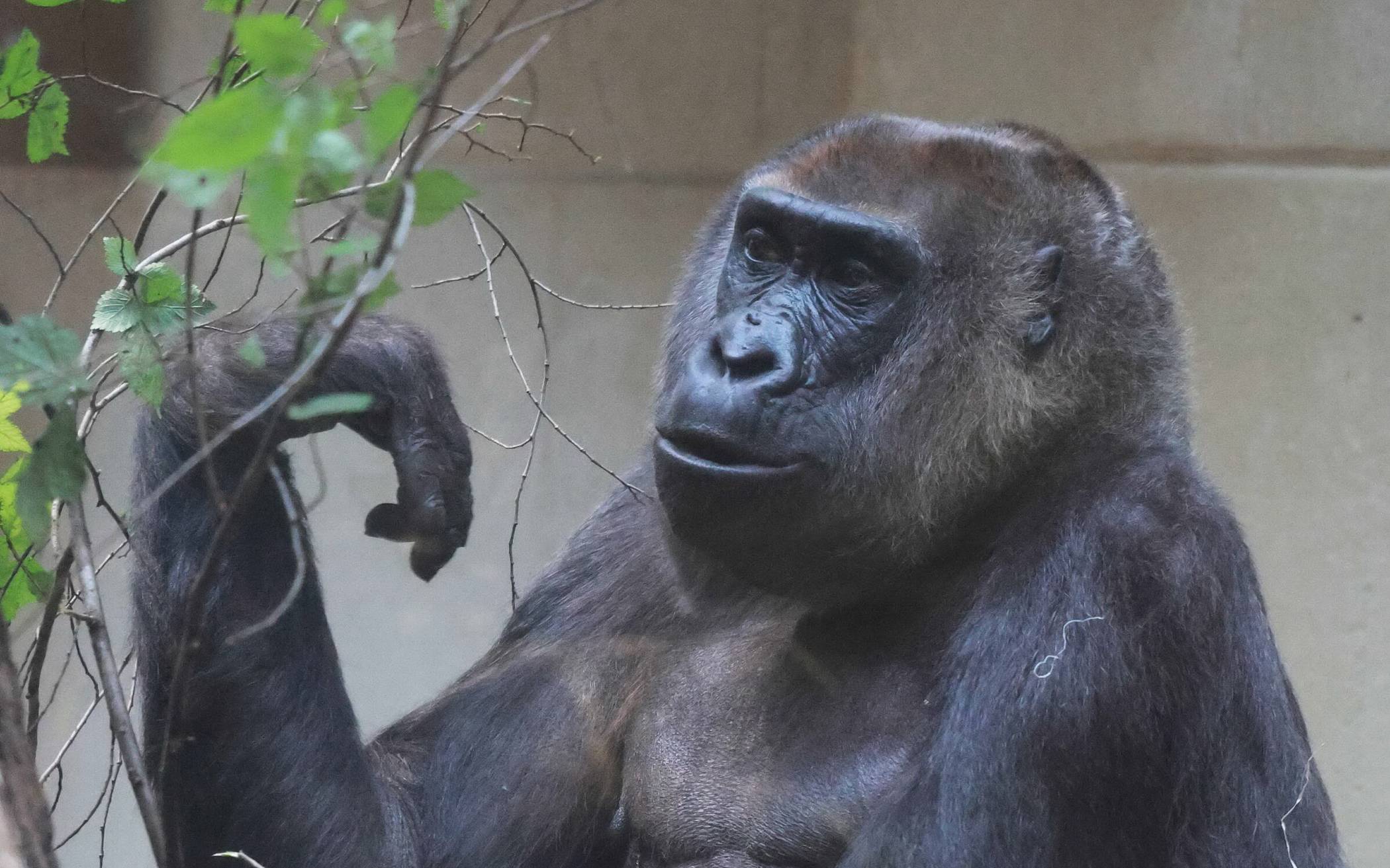 Gorilla „Roseli“ lebt nicht mehr