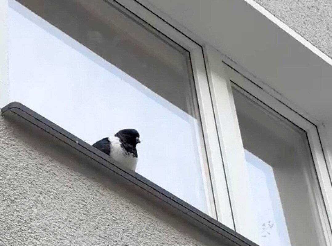 Die Taube auf dem Fenstersims ...