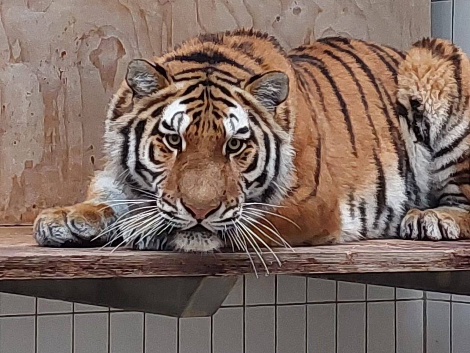 Tigerkatze „Tullia“ lebt nun im Grünen Zoo