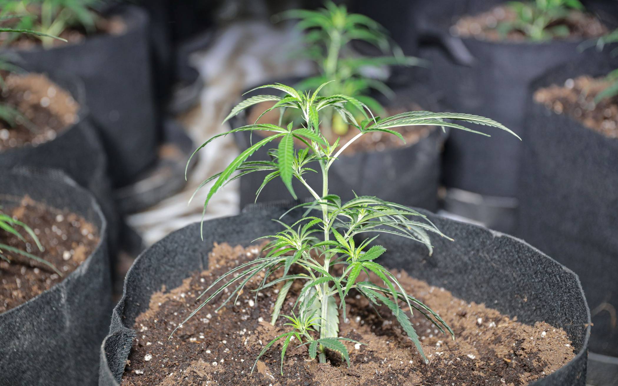 Eine Marihuana-Pflanze.