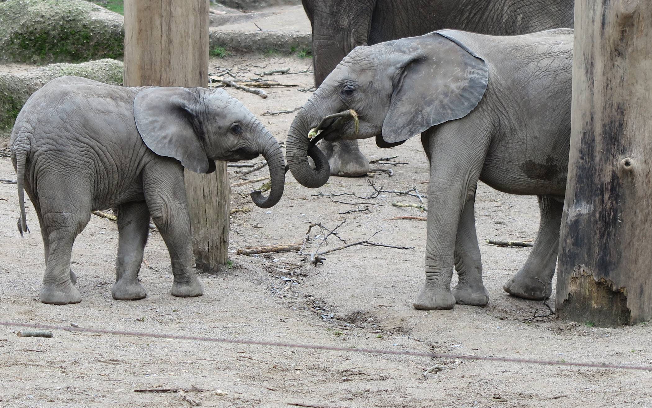 Elefanten im Grünen Zoo (Bild aus