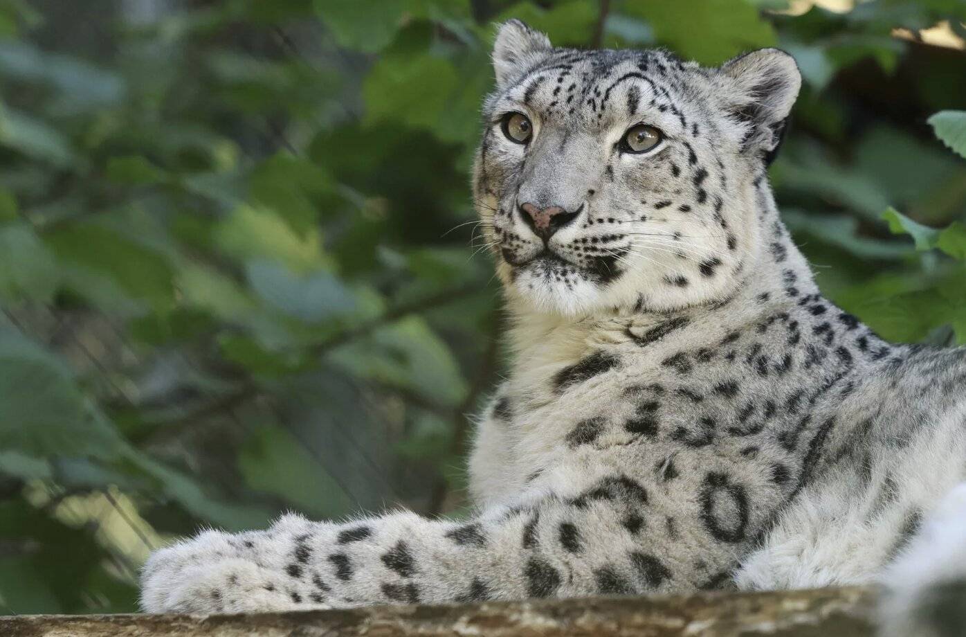 Grüner Zoo: Trauer um Schneeleopardin „Aditi“