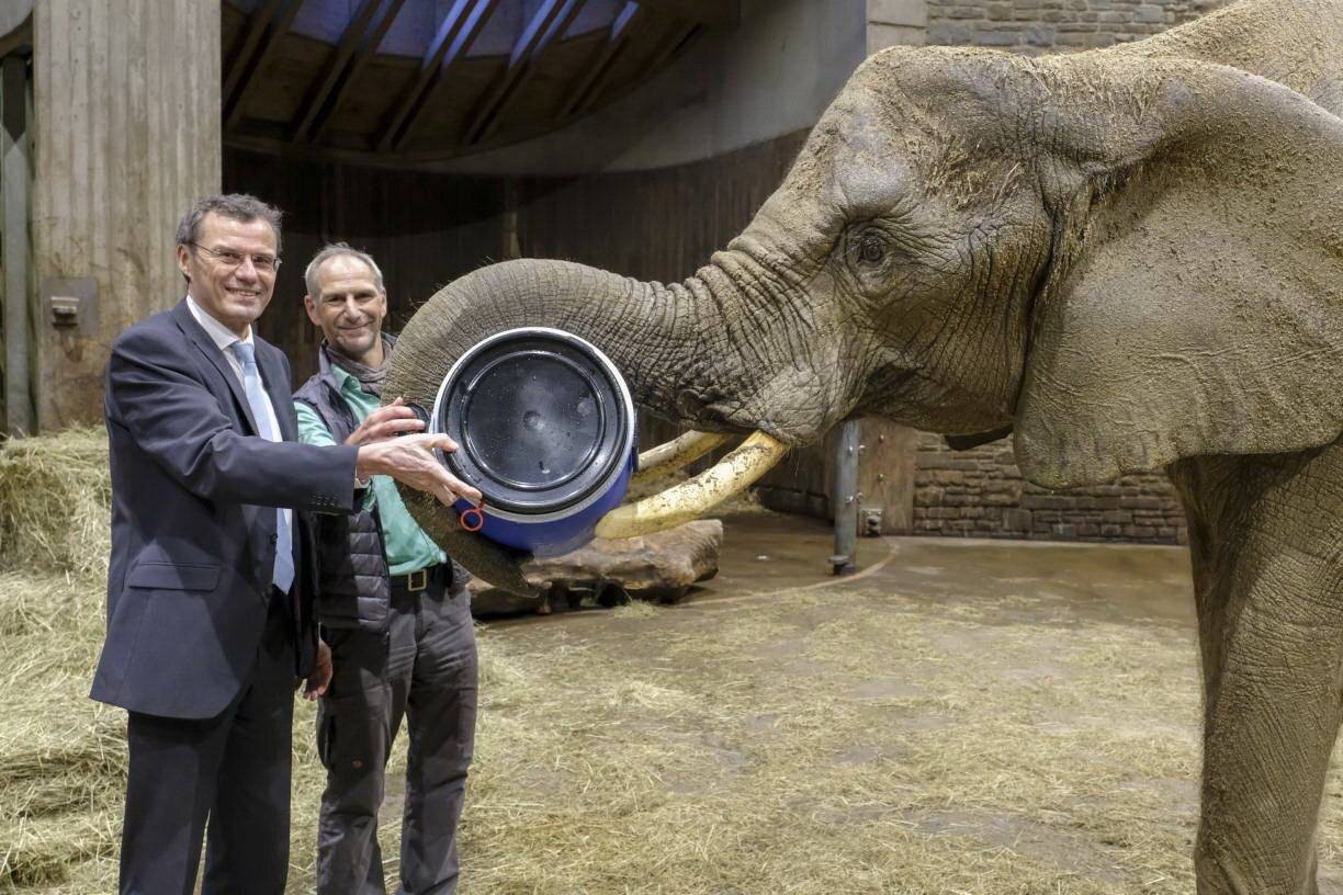 Elefantenkuh „Sweni“ verlässt den Grünen Zoo