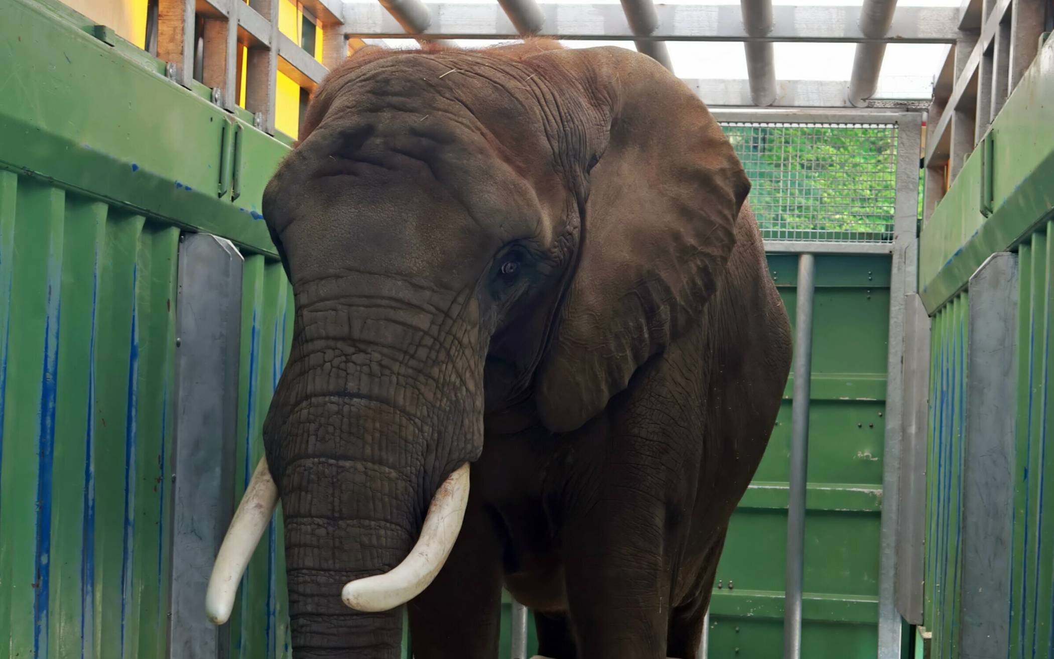 „Sweni“ hat den Grünen Zoo Wuppertal verlassen