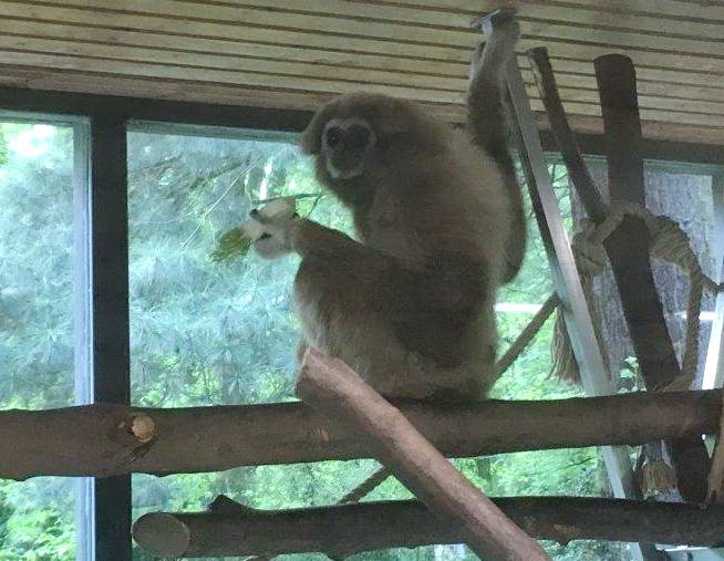 Gibbon zurück im Bergischen