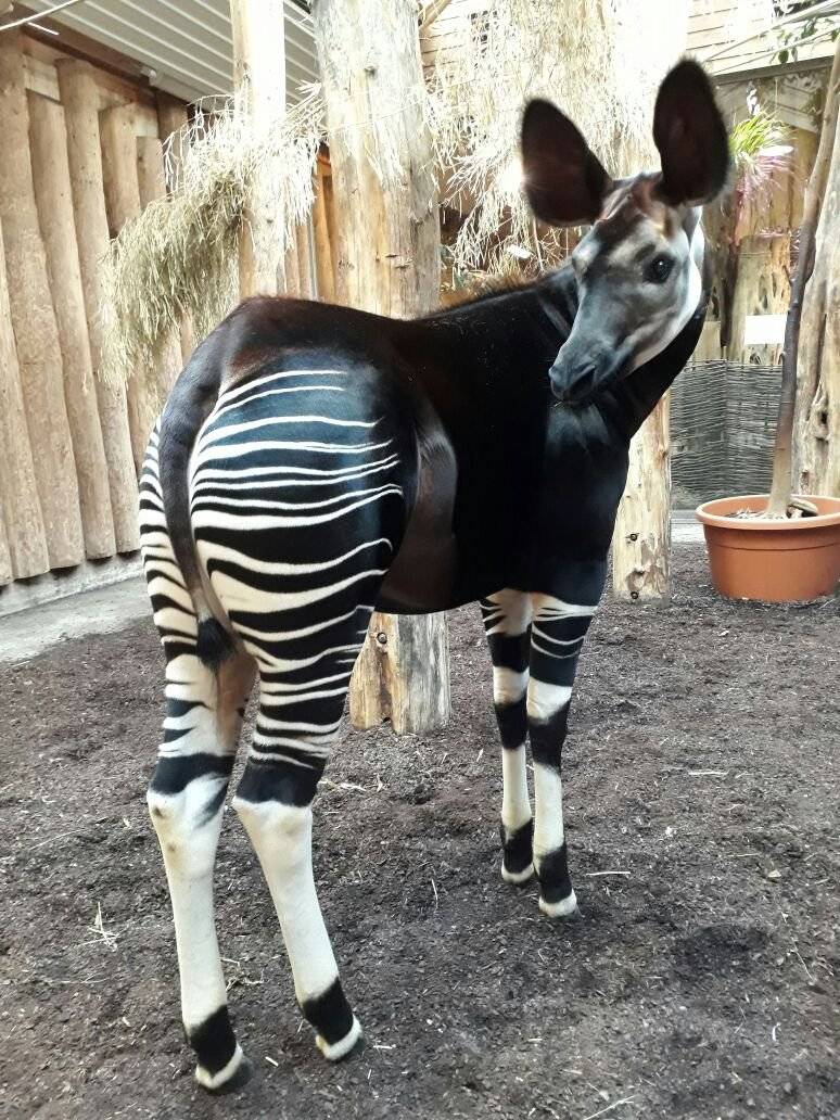 Okapi "Elani" nach Italien verabschiedet