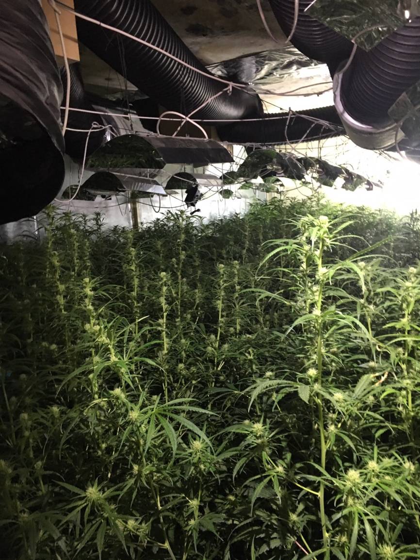 Große Cannabis-Plantage ausgehoben