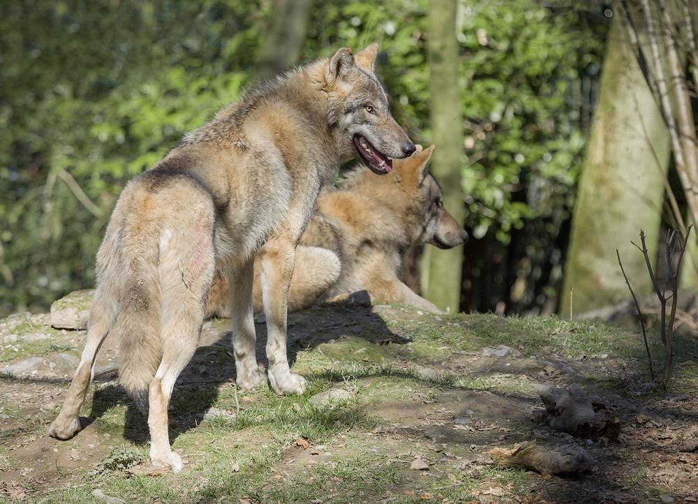 Panische Wölfe: Zoo in Sorge