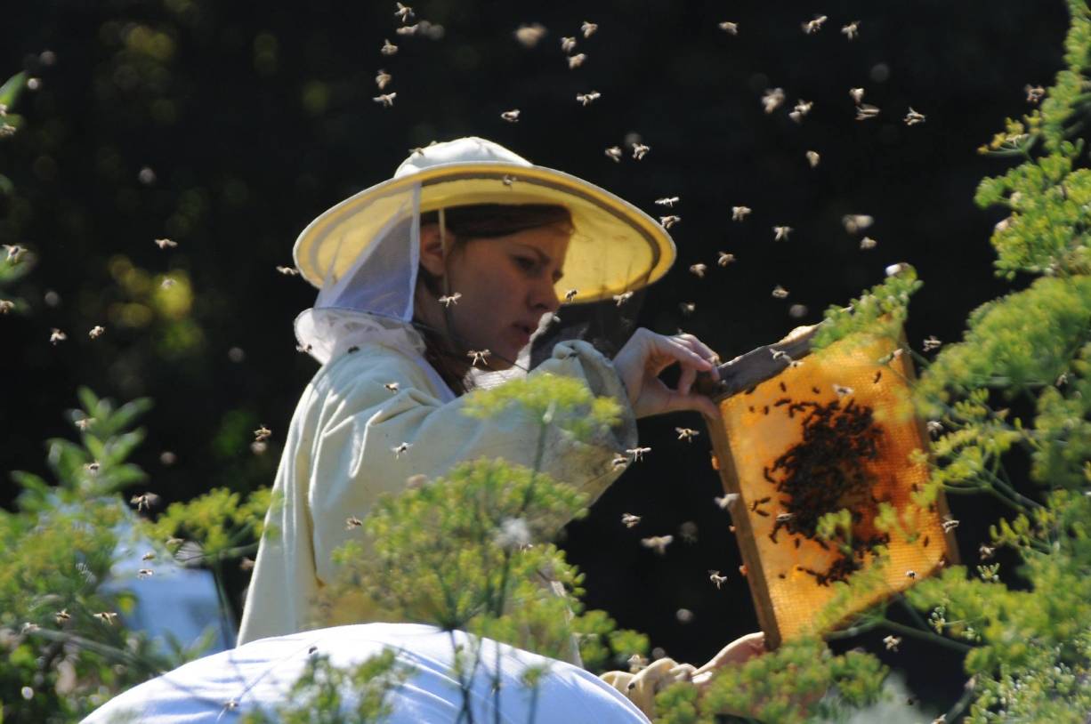 Sorge um Bienenvolk