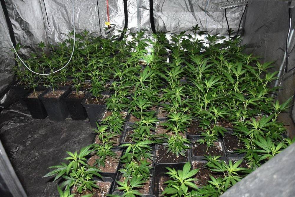 Cannabis-Plantage im Mehrfamilienhaus