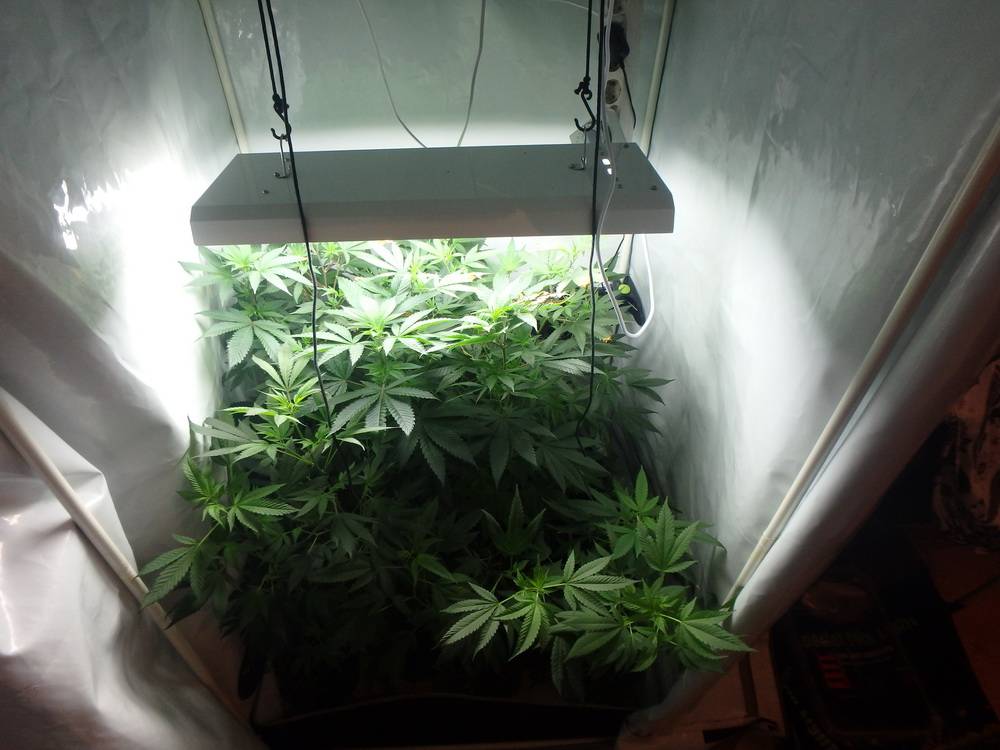 Cannabis-Plantage in Cronenberg