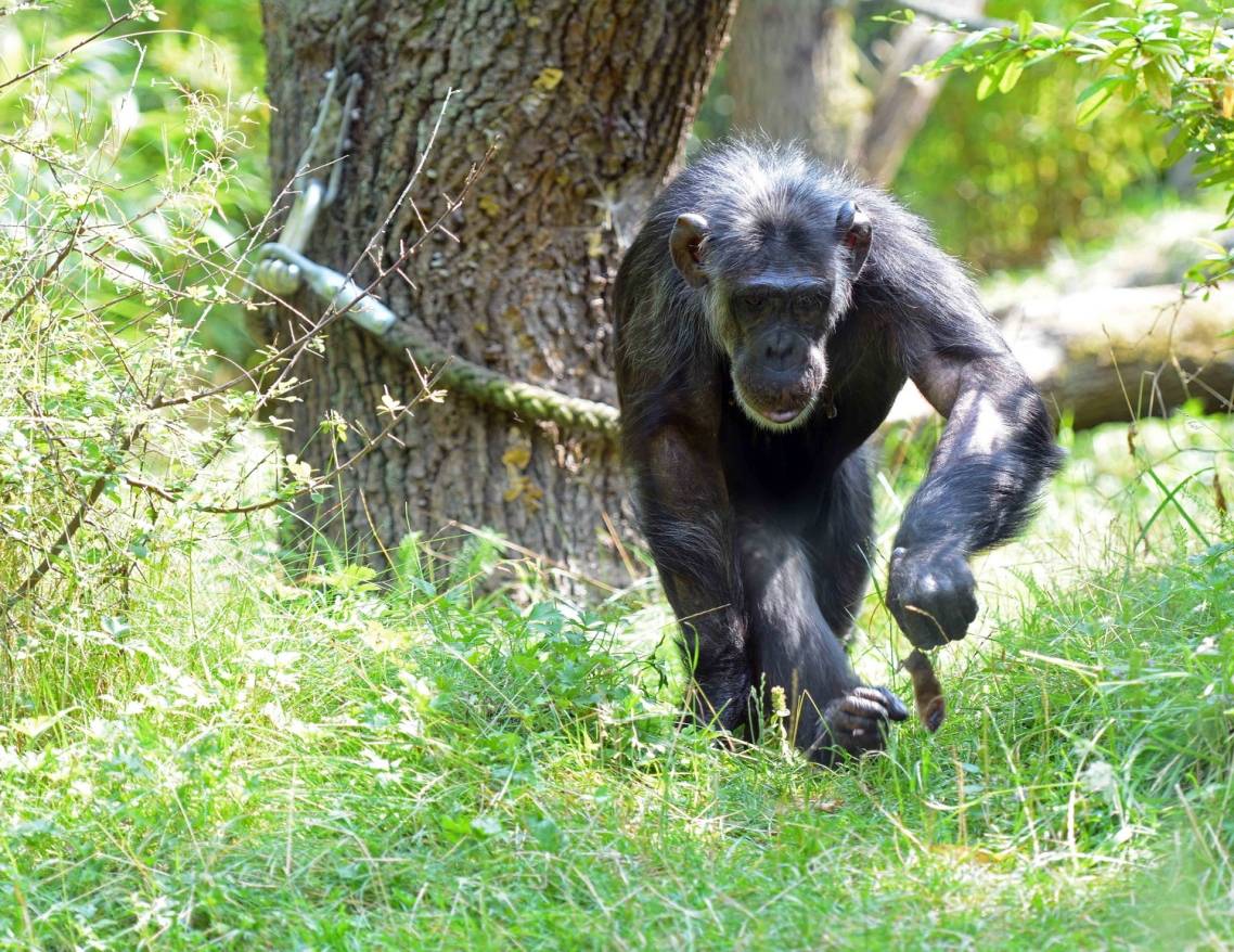 Schimpanse "rettet" Maus