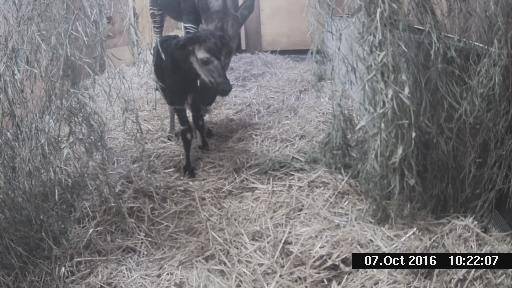 Okapi-Geburt im Zoo