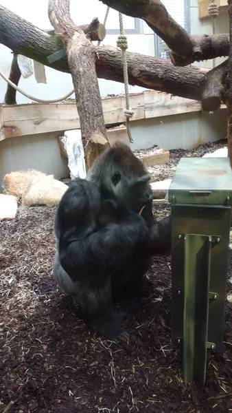Gorillas freuen sich über neuen Stocherkasten