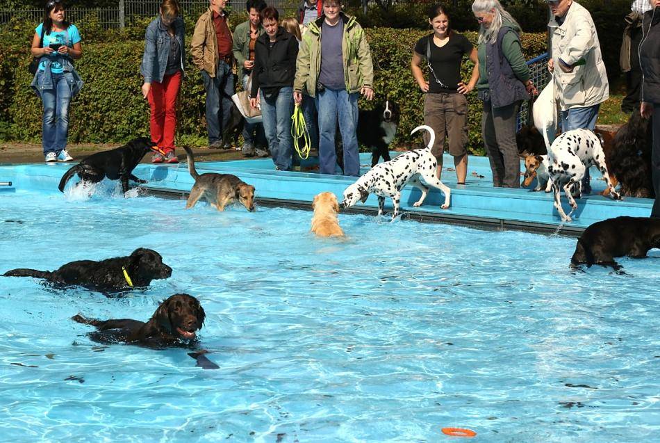 Eckbusch: Noch einmal Hundeschwimmen