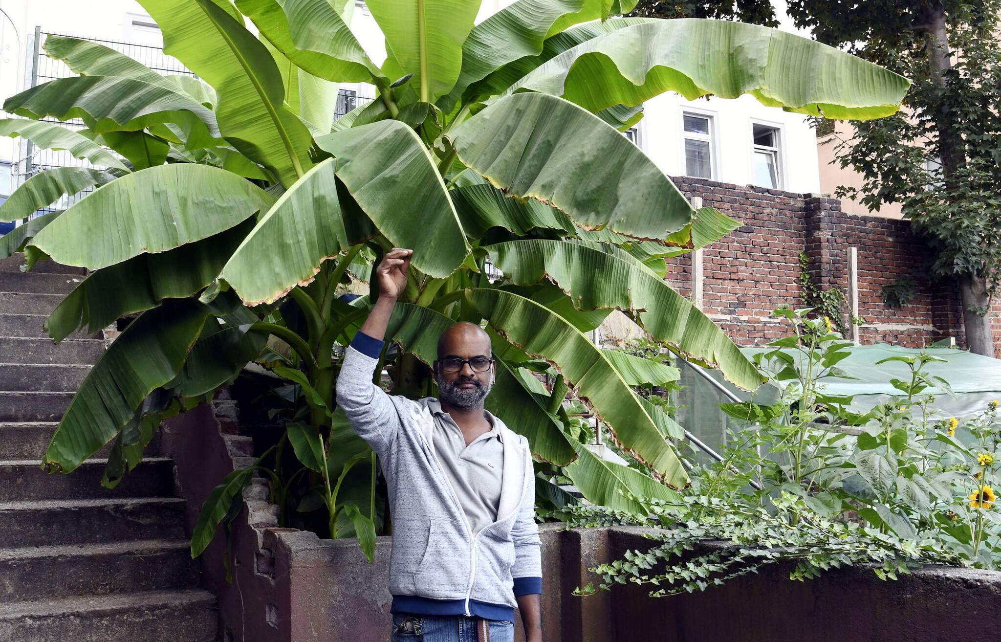  Nimalasingam Markandu mit seiner beeindruckend großen Unterbarmer Bananenstaude. 