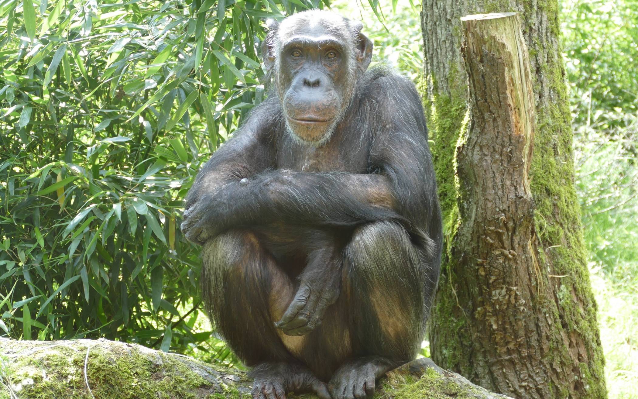  Schimpansen-Dame „Kitoto“, 36 Jahre alt, findet im Zoo in Antwerpen eine neue Heimat.  