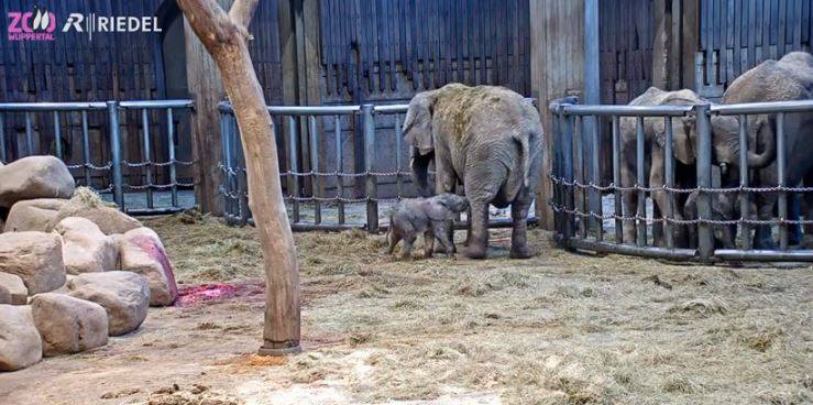 Elefantenbaby im Wuppertaler Zoo geboren
