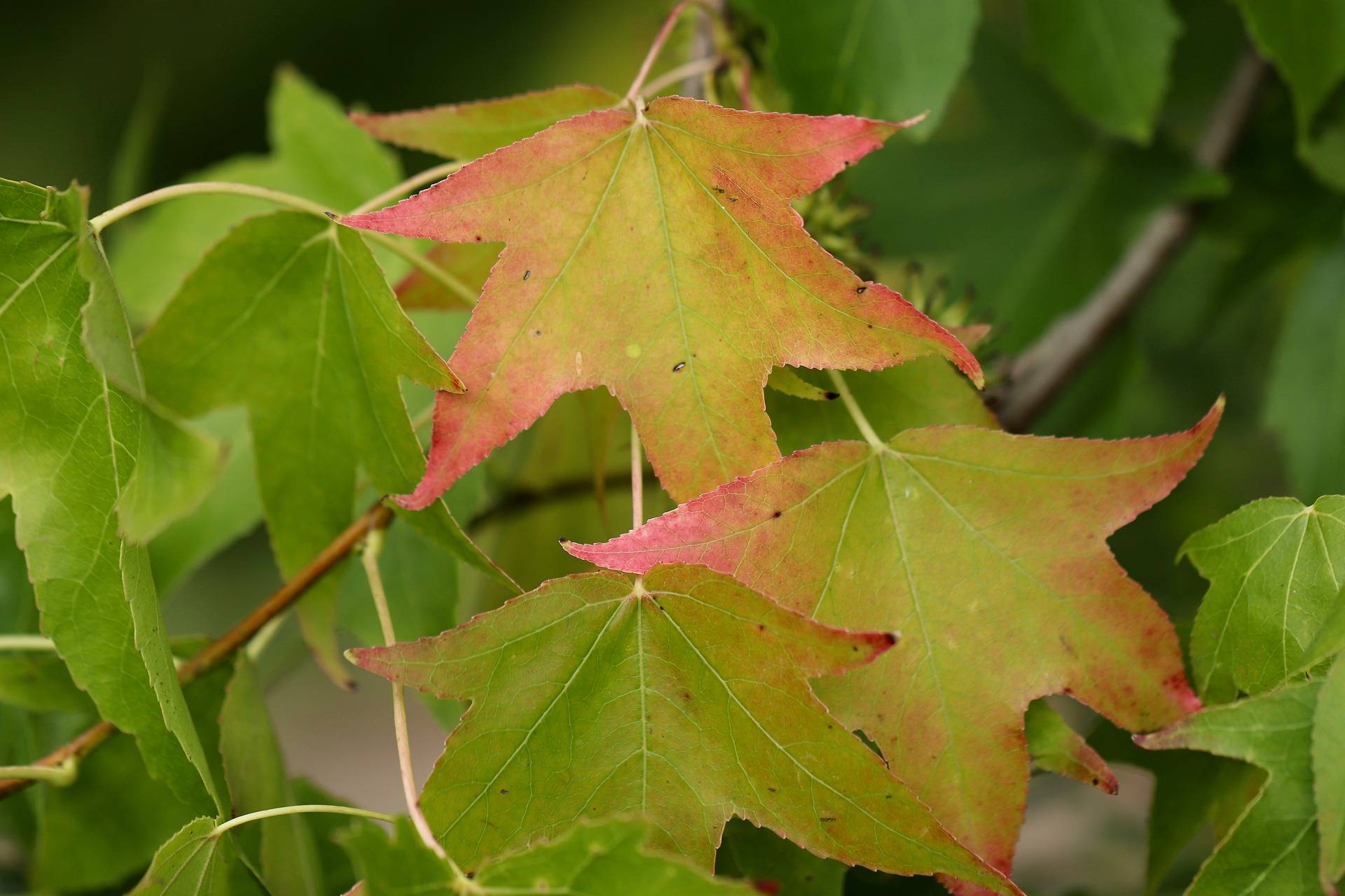 Die Blätter eines Amberbaums (Symbolfoto).