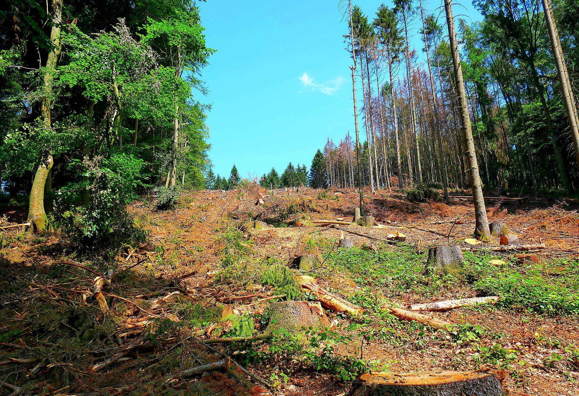 Viele Waldgebiete sind inzwischen stark angegriffen.