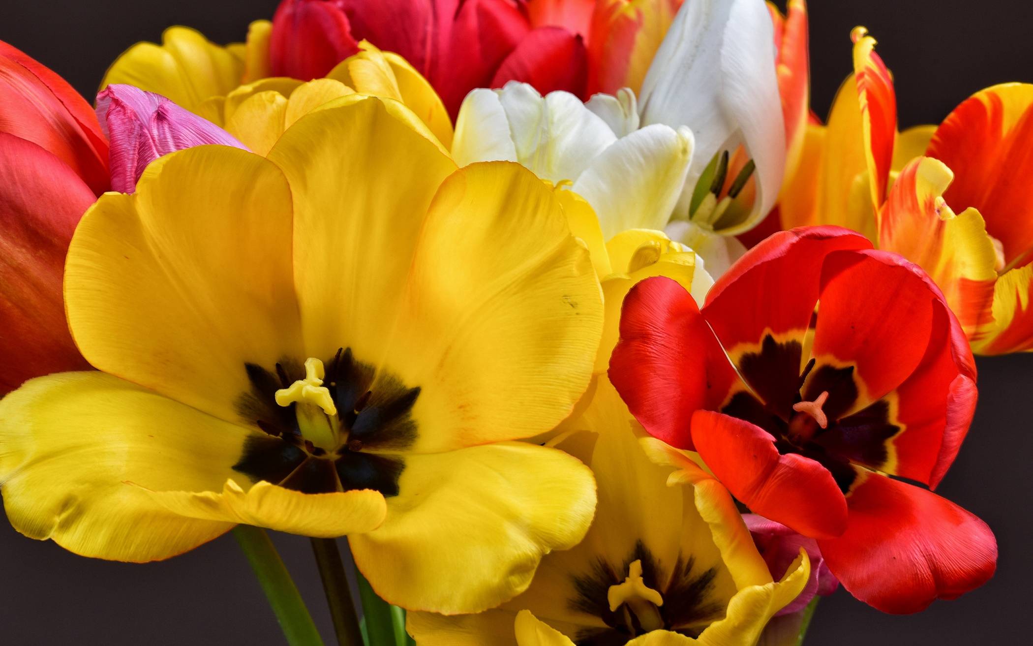  Auch Tulpen, die typischen Frühlingsblumen, gibt es auf dem Ölbergmarkt. 