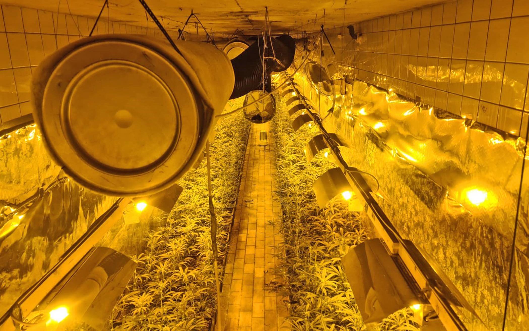 Polizei entdeckt mehr als 2.000 Cannabis-Pflanzen