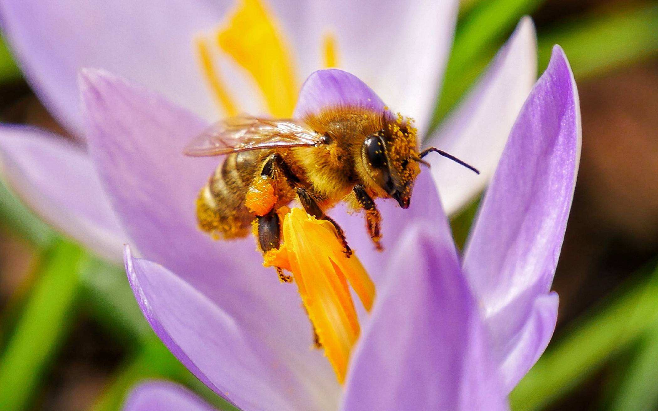  Eine Biene auf einem Krokus. 