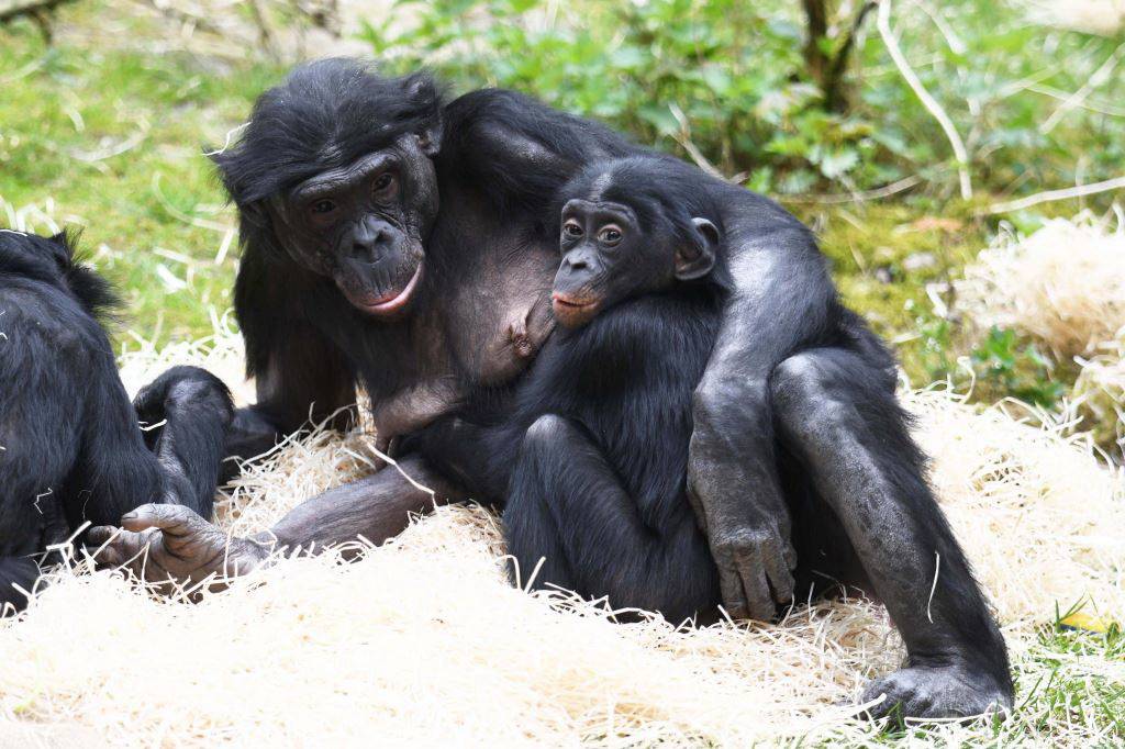 Vier Wuppertaler Bonobos nun in den Niederlanden