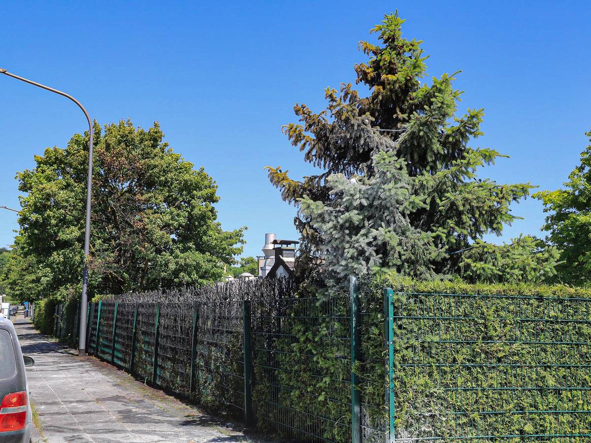 Heckenbrand rechtzeitig gestoppt
