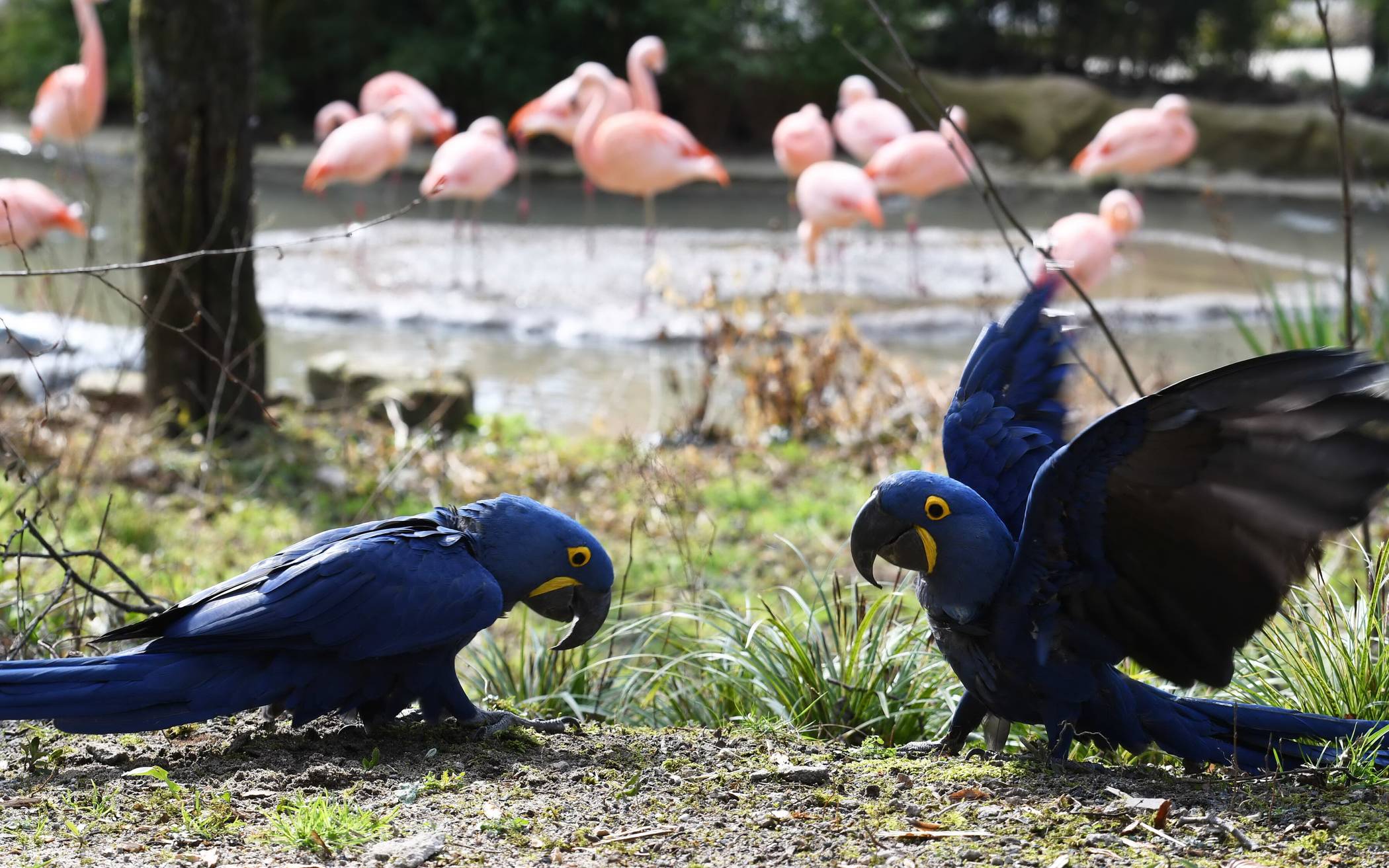 Nachbarn: Hyazinth-Aras und die Chile-Flamingos.