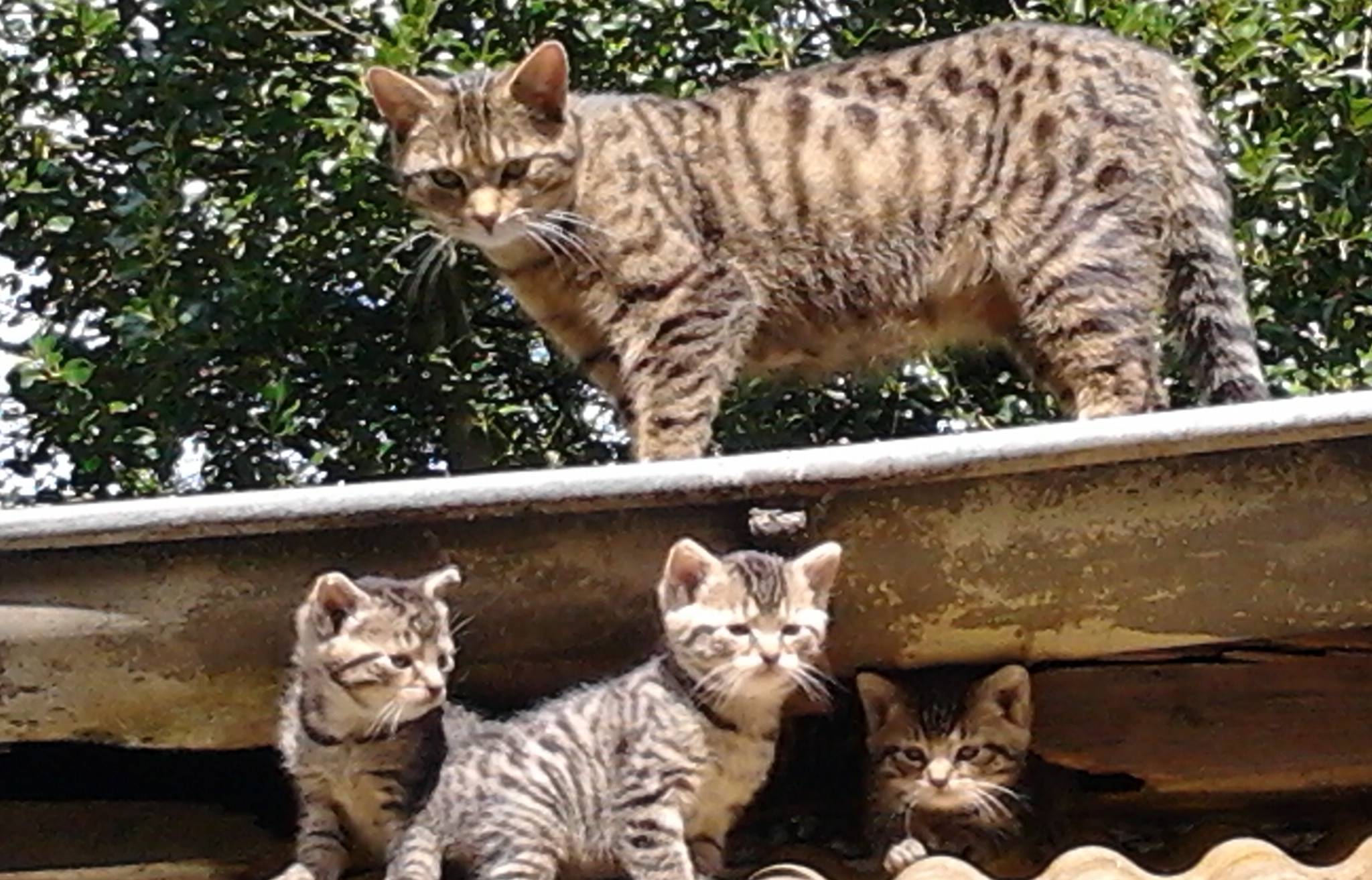  Immer wieder kommen wilde Katzen in den Garten und suchen Zuflucht für sich und ihre Babys. Gabriele Gleede sorgt für die scheuen Tiere. 
  