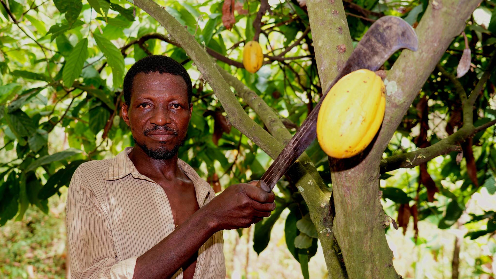  Kakaobauer Agoro M. Daouda von „gebana Togo“: Die GEPA zahlte 2020 ihren Partnergenossenschaften in Lateinamerika und Afrika durchschnittlich etwa 3.600 US-Dollar pro Tonne Bio-Kakao. Sie lag damit 56,5 Prozent über dem durchschnittlichen Weltmarktpreis. 
