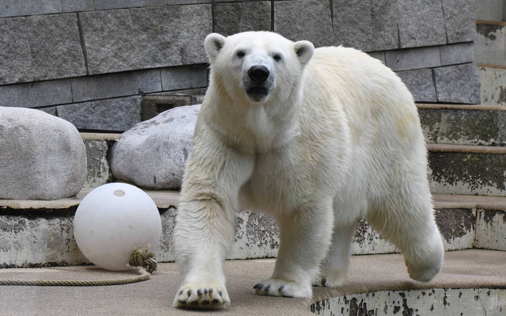 Eisbärin Anori verlässt den Wuppertaler Zoo