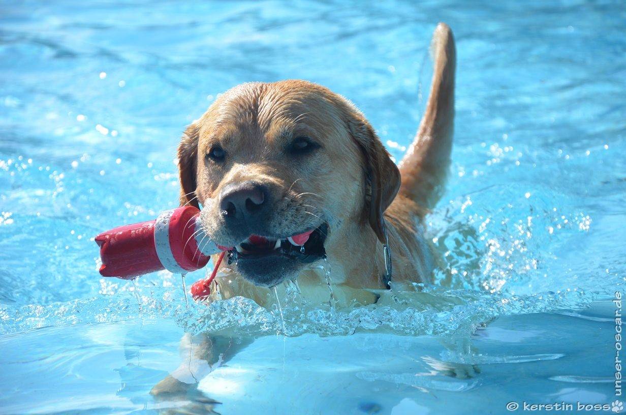 Hundeschwimmen im Freibad Eckbusch