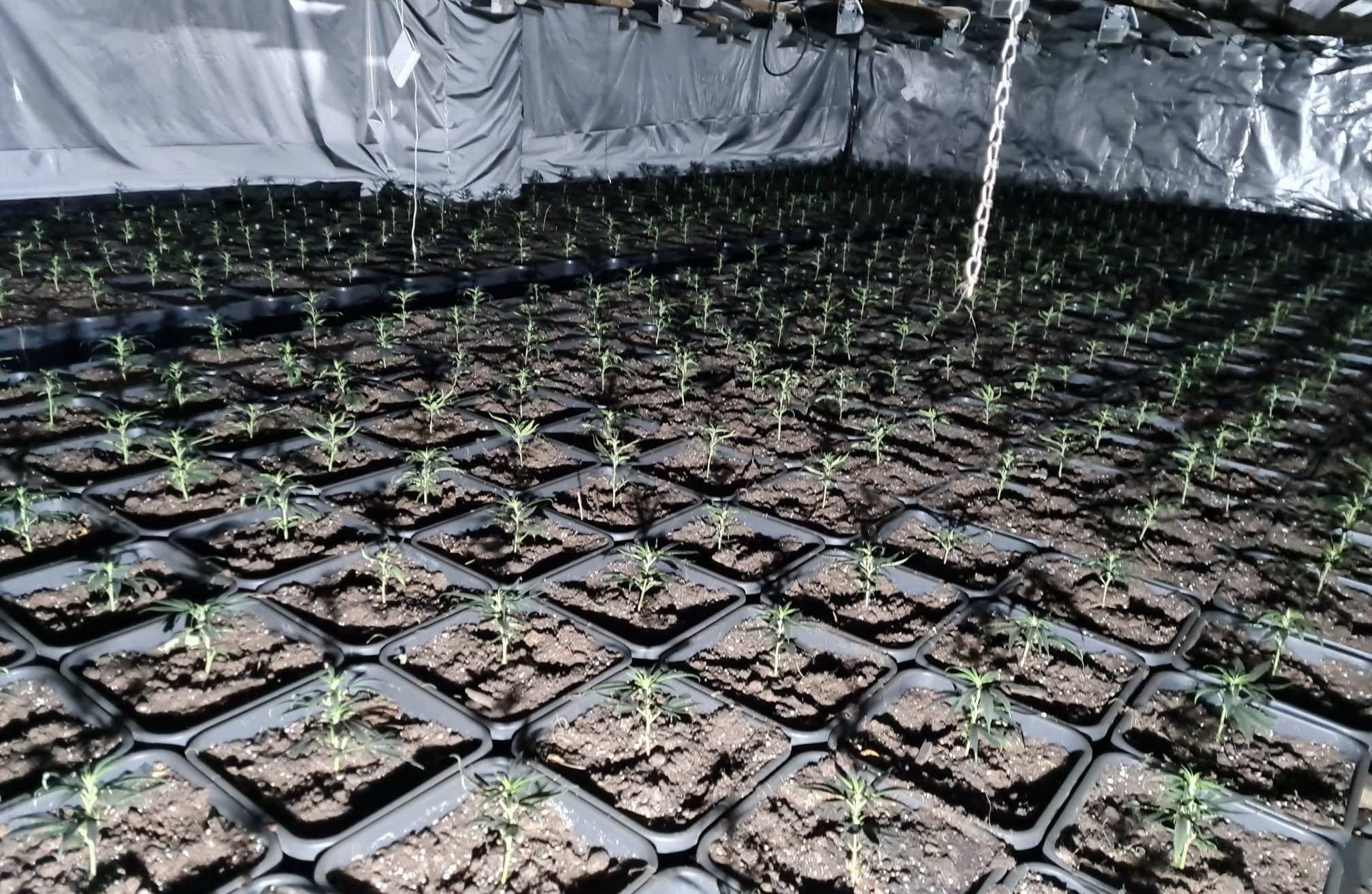 1.200 Cannabis-Pflanzen sichergestellt