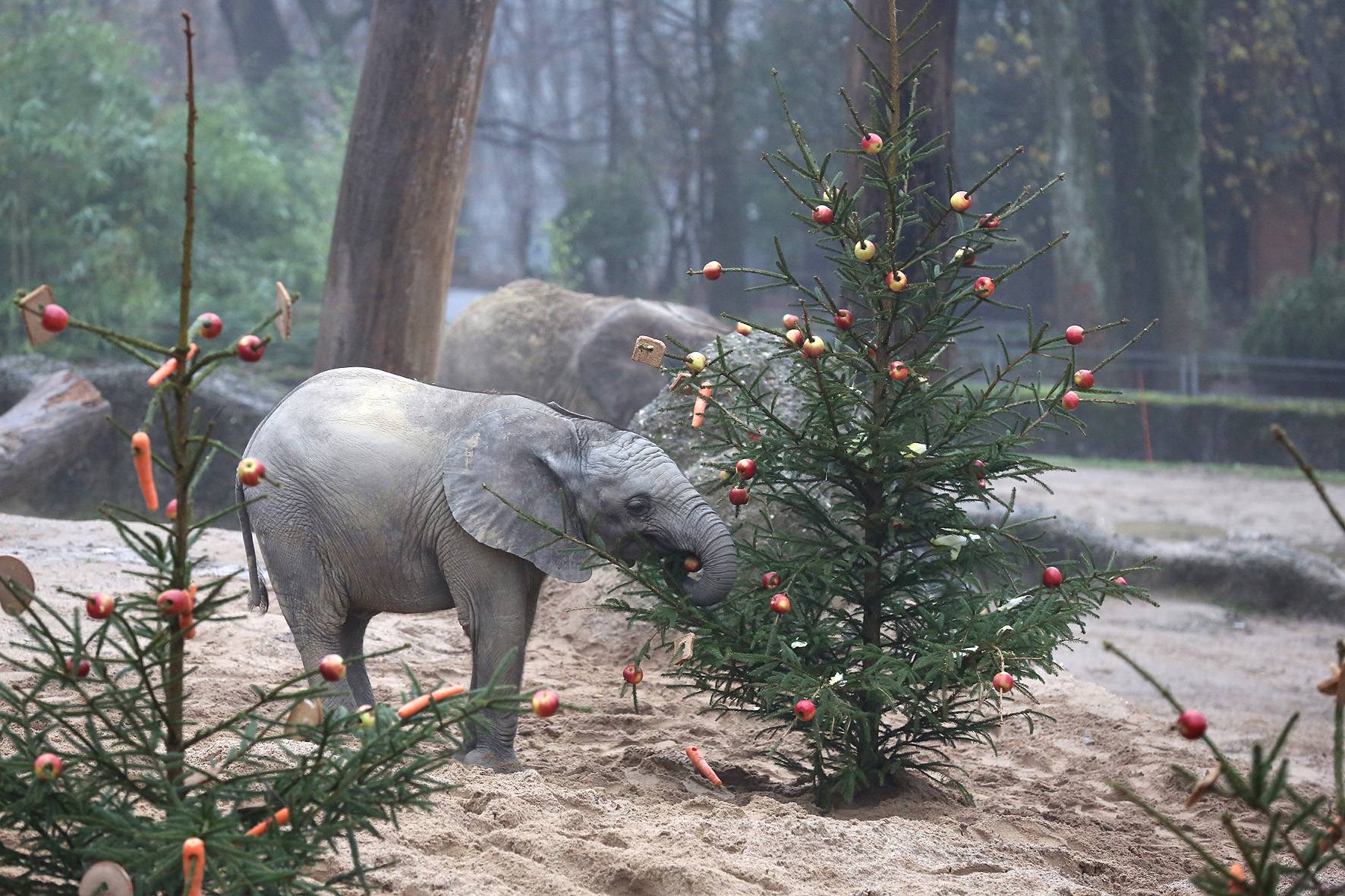 Weihnachtsstimmung bei den Elefanten im Wuppertaler