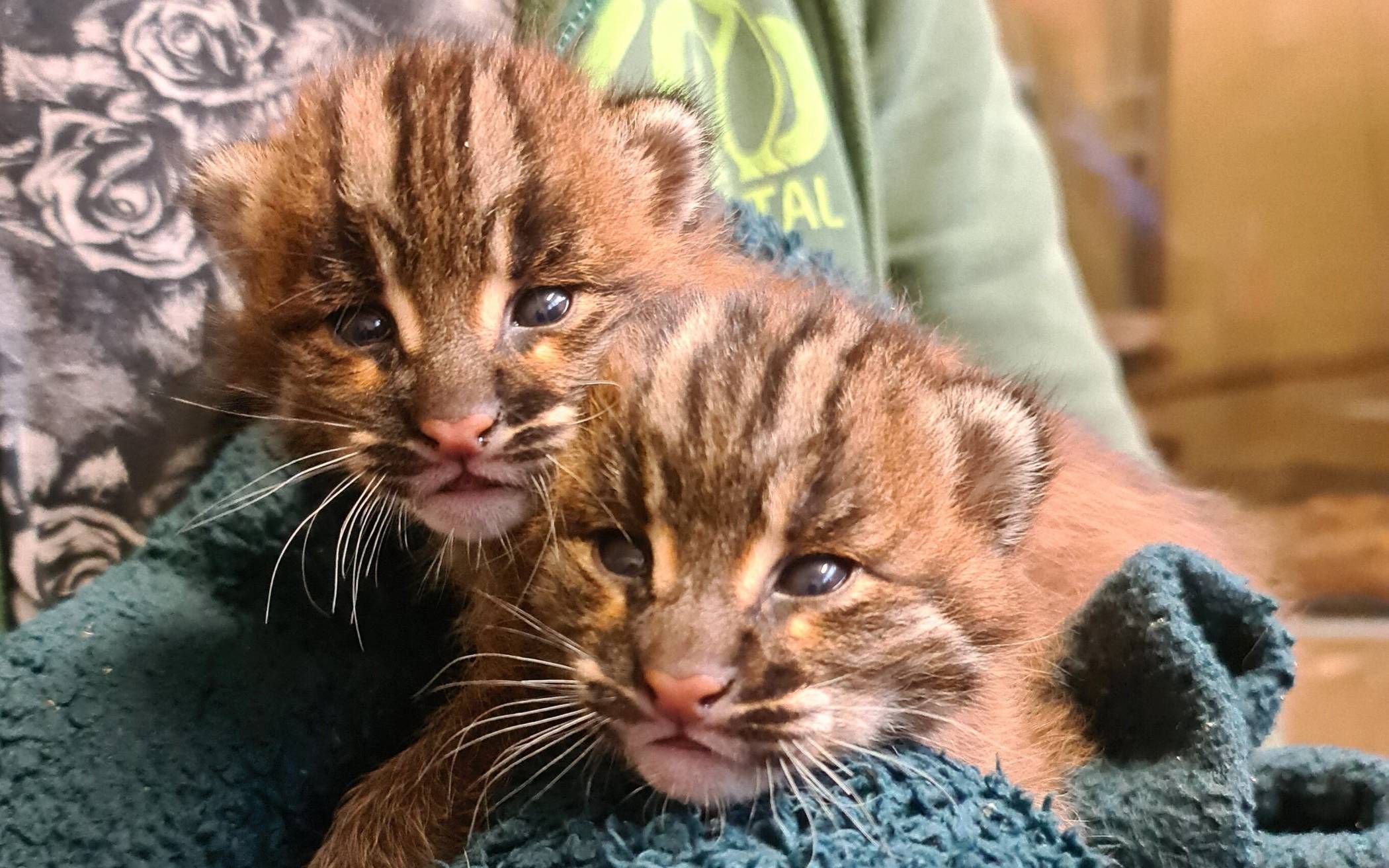 Zwei kleine, scheue Goldkatzen