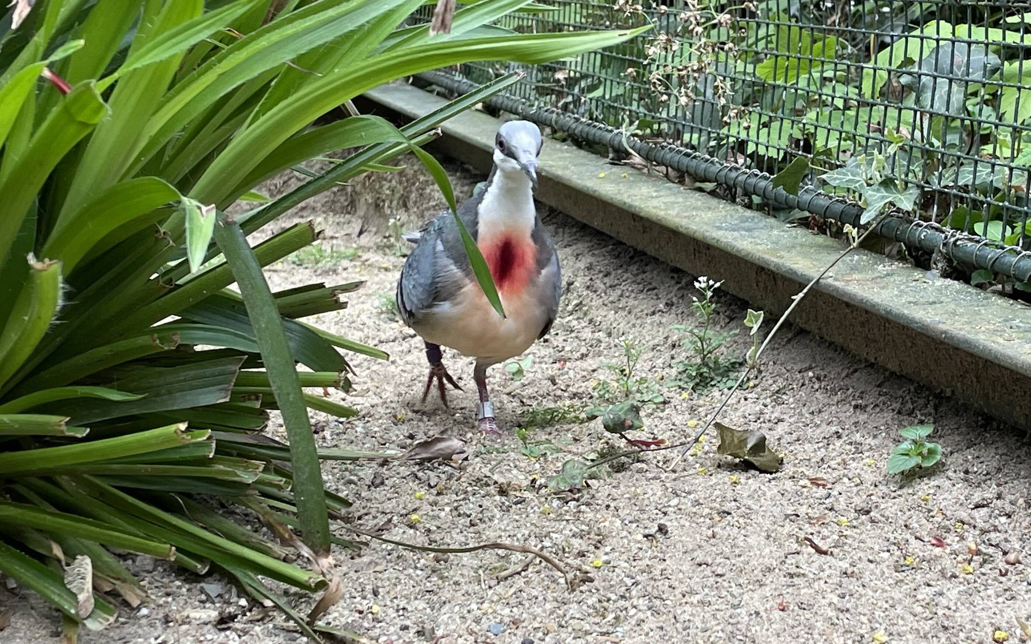 Der Brustfleck ist markant.