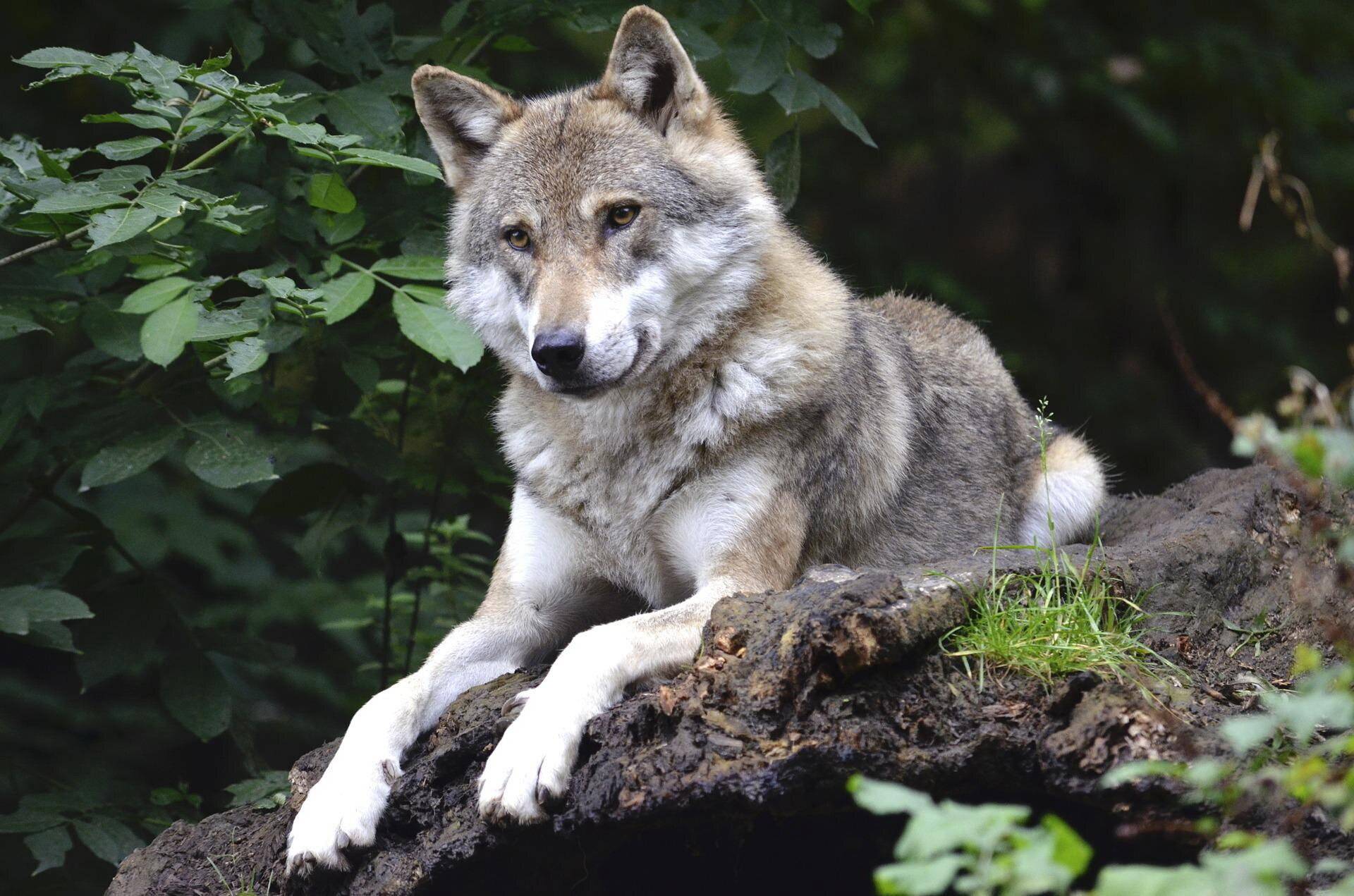  Sind Wölfe eine Gefahr für die Menschen? 