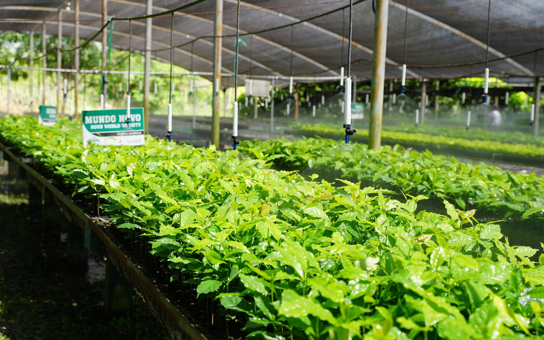  Eine Folge des Klimawandels ist, dass immer mehr Kaffeepflanzen vom sogenannten Kaffeerost befallen sind. Um dem entgegenzuwirken, zieht GEPA-Handelspartner Sol y Café in Peru junge und robuste Kaffeepflanzen heran. Die Baumschule wurde unter anderem durch die Gelder aus dem Fairen Handel ermöglicht. 