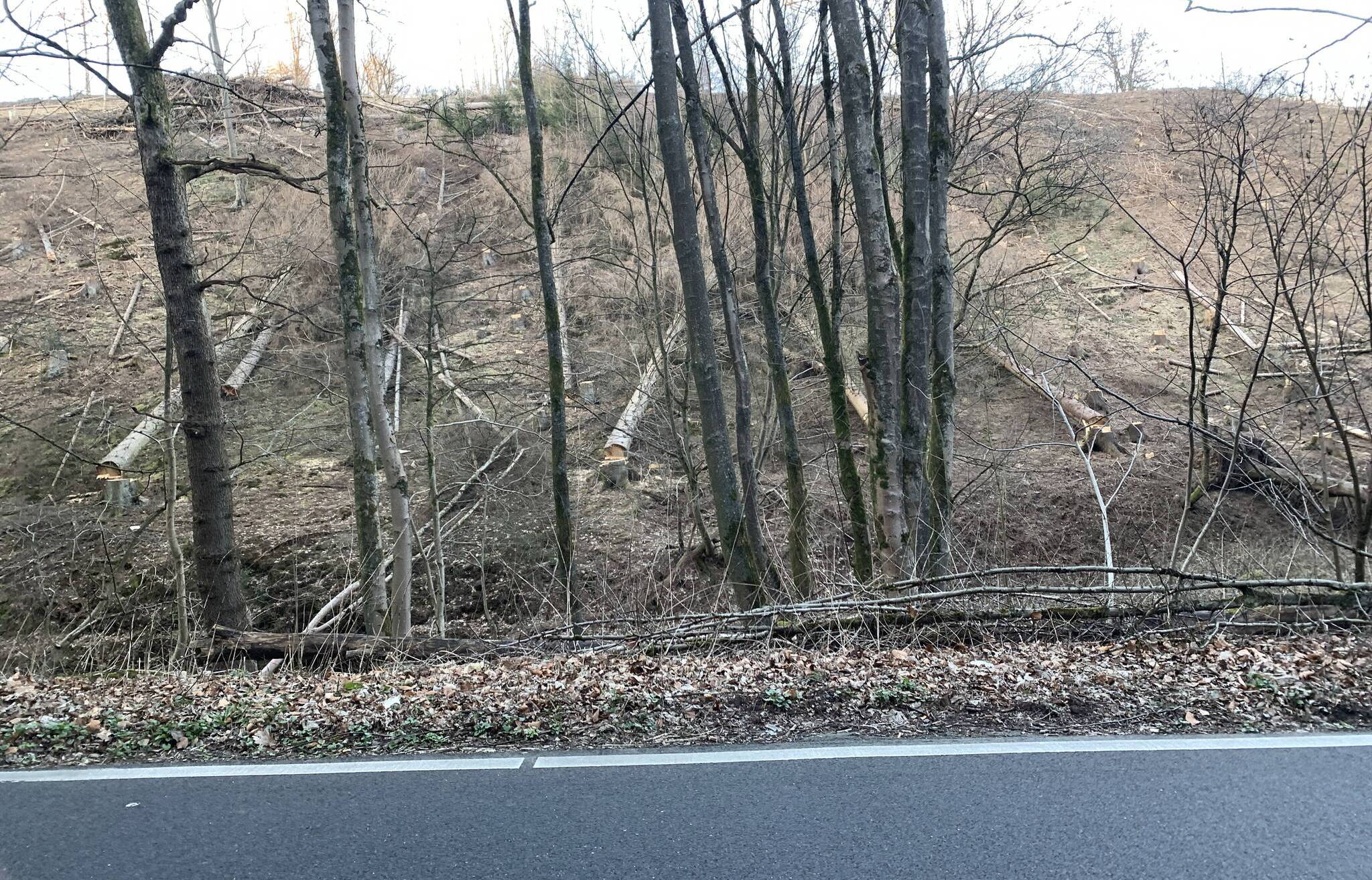200 Hektar Wald sind in Wuppertal abgestorben
