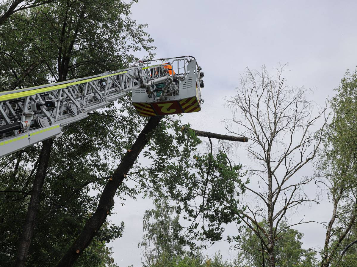 Bäume drohen auf die Fahrbahn zu fallen
