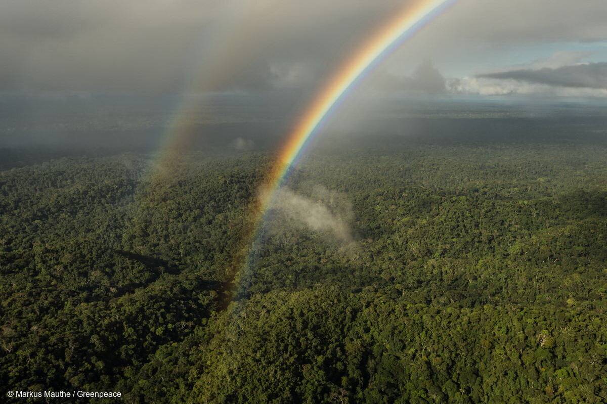 Der stark gefährdete Regenwald in Brasilien.