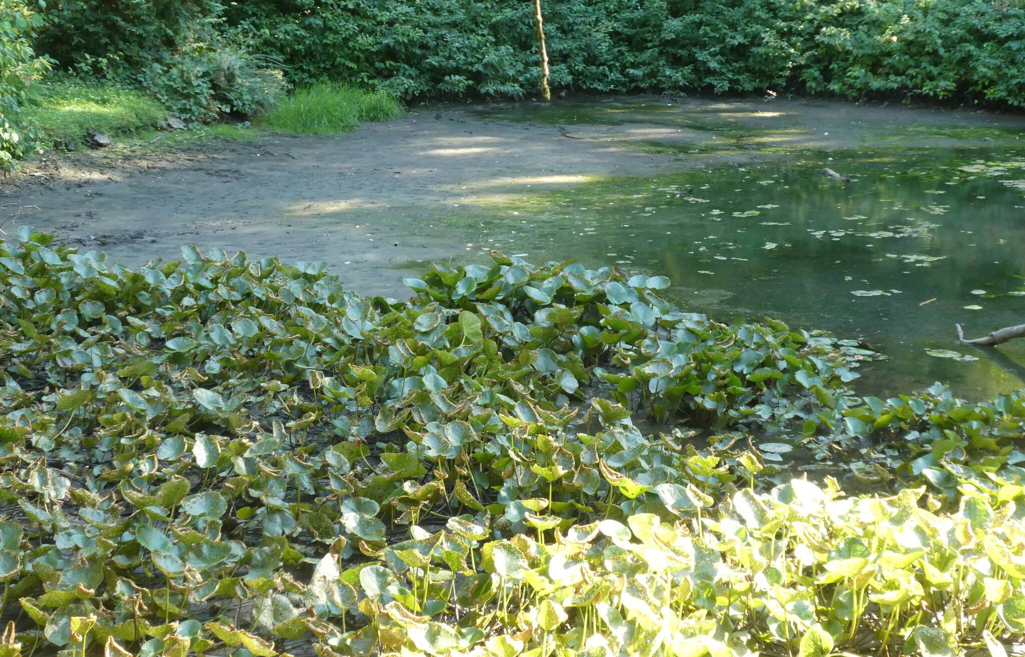  Dieser Teich im Ringeltal ist in weiten Teilen ausgetrocknet. Kein Wasser fließt mehr talwärts. 