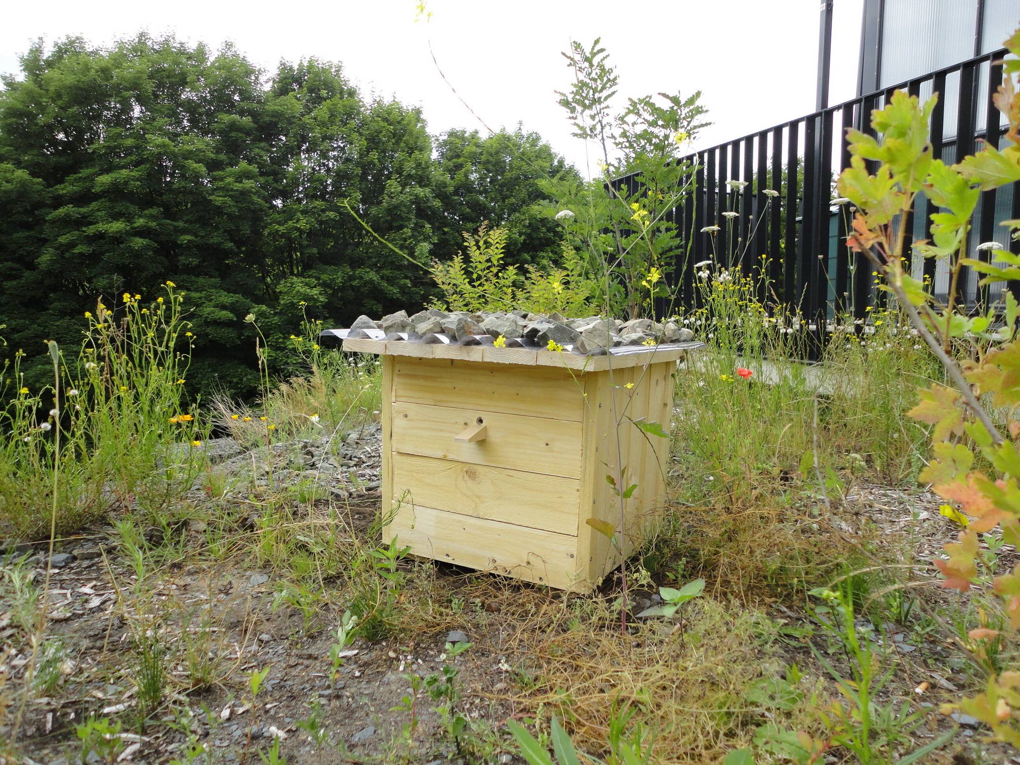 Dieser Hummelkasten steht hinter dem neuen Gewächshaus bei Gebäude W.